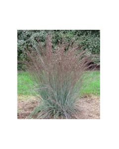 Schizachyrium, Little Bluestem 'Blue Heaven™'
