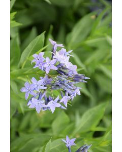 Amsonia, Bluestar 'Blue Ice'