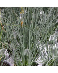 Juncus 'Blue Arrow'