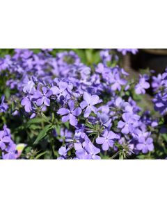 Phlox, Woodland 'Blue Moon'