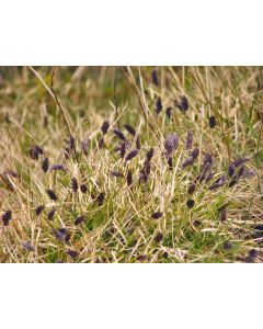 Sesleria, Blue Moor Grass