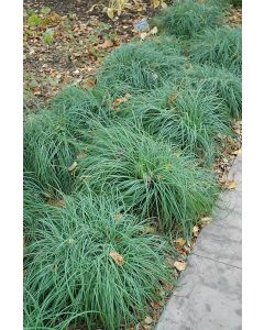 Carex, Blue Sedge