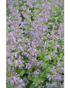 Nepeta, Cat's Meow Catmint 'Blue Wonder'
