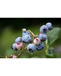 Vaccinium, Highbush Blueberry 'Blueray'