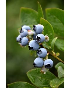 Vaccinium, Half-High Blueberry 'Northblue'