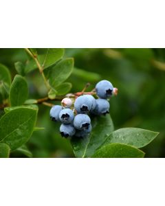 Vaccinium, Half-High Blueberry 'Northcountry'