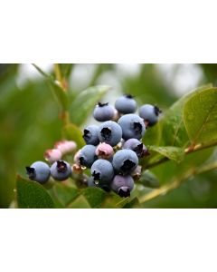 Vaccinium, Highbush Blueberry 'Patriot'