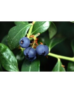 Vaccinium, Half-High Blueberry 'Superior'
