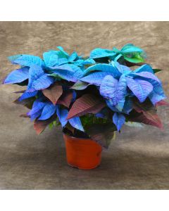 Painted Blue Holiday Poinsettia in Bare Pot