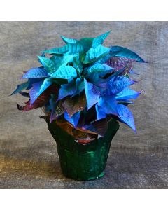 Painted Blue Holiday Poinsettia with Foil Cover