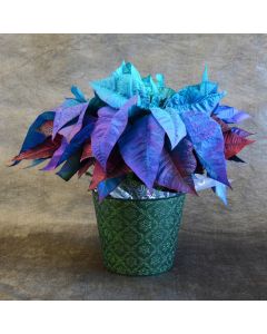 Painted Blue Holiday Poinsettia with Premium Cover