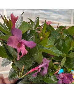 Mandevilla, Dipladenia 'Bluephoria'