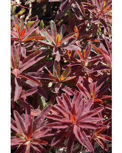 Euphorbia, Cushion Spurge 'Bonfire'