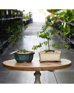 Bonsai in Ceramic