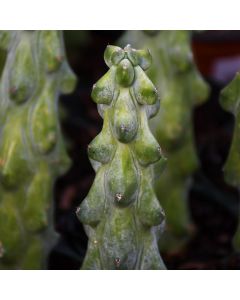 Myrtillocactus Geometrizans 'Fukurokuryuzinboku'
