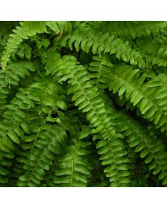 Nephrolepis Exaltata 'Dallas Fern'
