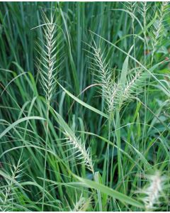 Hystrix, Bottlebrush Grass 'Minnesota Native'