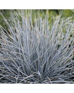 Festuca, Blue Fescue 'Boulder Blue'