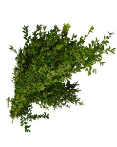 Boxwood