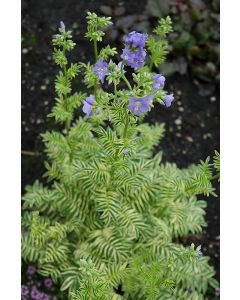 Polemonium, Jacob's Ladder 'Brise d’ Anjou'