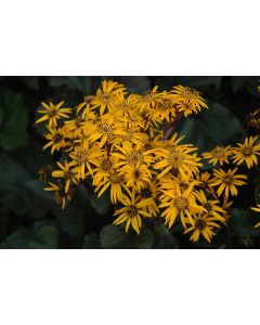 Ligularia, Leopard Plant 'Britt-Marie Crawford'
