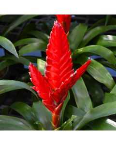 Bromeliad Vriesea 'Flaming Sword'