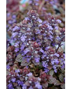 Ajuga, Bugleweed 'Bronze Beauty'