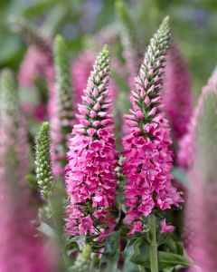 Veronica, Speedwell 'Pink Candles'