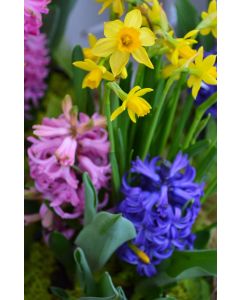 'Grow n' Show' Bulb Garden Series