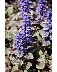 Ajuga, Bugleweed 'Burgundy Glow'
