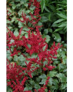 Astilbe, Arendsii Group 'Burgundy Red'