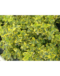 Euonymus, Wintercreeper 'Canadale Gold'