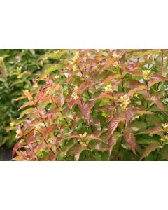 Diervilla, Bush Honeysuckle 'Kodiak® Orange'