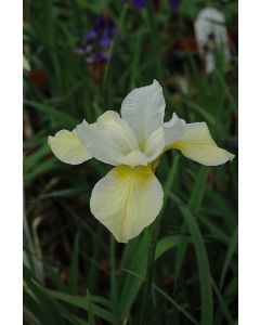 Iris, Siberian 'Butter & Sugar'