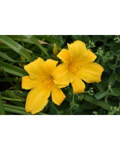 Hemerocallis, Yellow Daylily 'Buttered Popcorn'