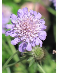 Scabiosa, Pincushion Flower 'Butterfly Blue'