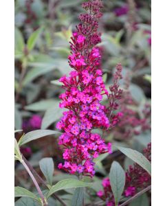 Buddleia, Butterfly Bush 'Buzz™ Hot Raspberry'