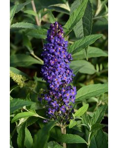 Buddleia, Butterfly Bush 'Buzz™ Midnight'