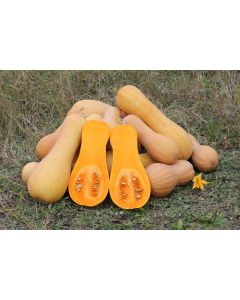 Cucurbita, Winter Squash 'Butternut'