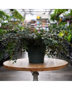 Pellaea Rotundifolia 'Button Fern'