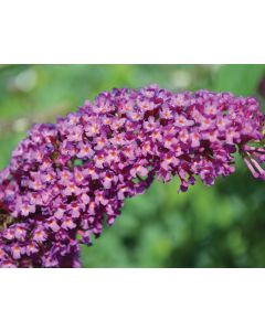 Buddleia, Butterfly Bush 'Buzz™ Magenta'