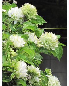 Clematis, 'Duchess of Edinburgh'