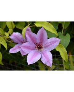 Clematis, 'Fireworks'