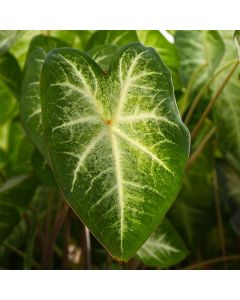 Caladium, Aaron