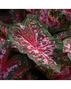Caladium, Carolyn Whorton
