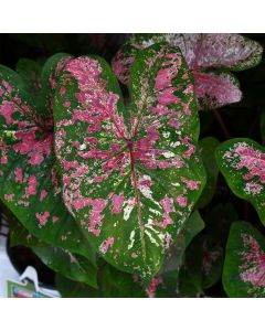 Caladium, Fire Chief