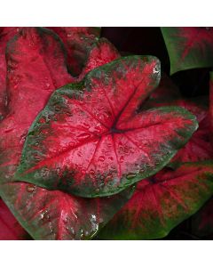 Caladium, Postman Joyner