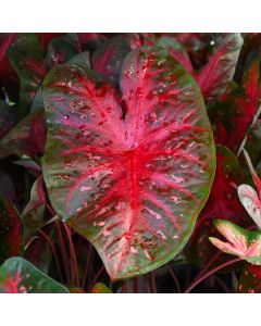 Caladium, Red Flash