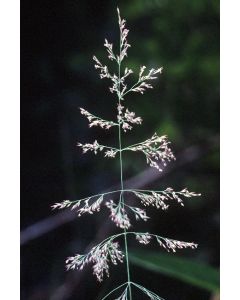 Calamagrostis, Blue Joint Grass 'Minnesota Native'