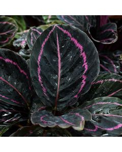 Goeppertia Roseopicta, Prayer Plant 'Dottie'
